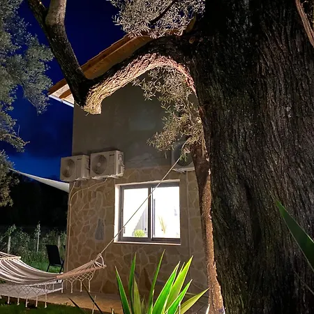 Olive Tree *