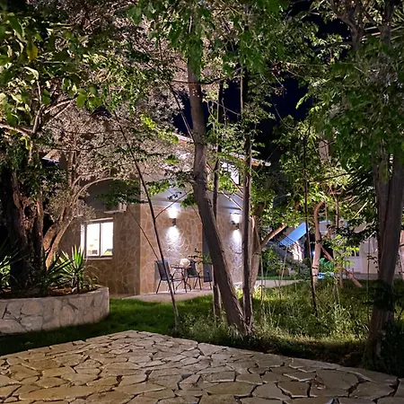 Daire Olive Tree *